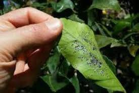 Aleurocanthus spiniferus